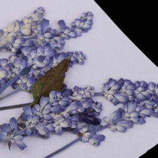10pc Pressed Salvia Press Dried Flower