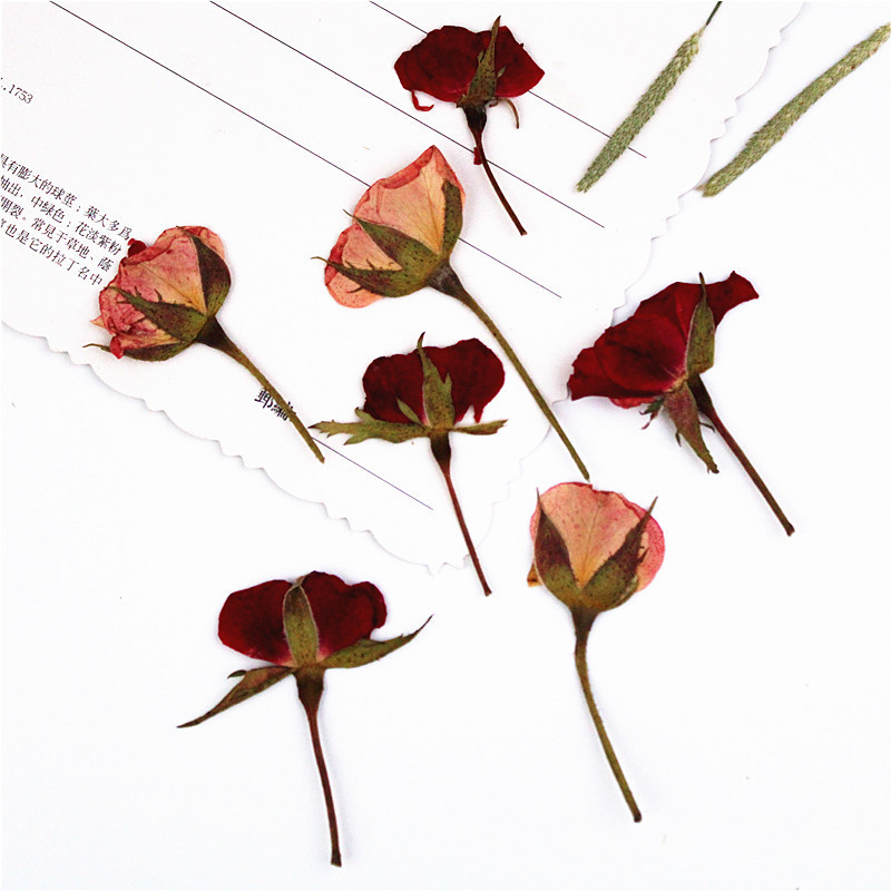 12pcs Pressed Dried Rose Flower Plants Herbarium - Image 3