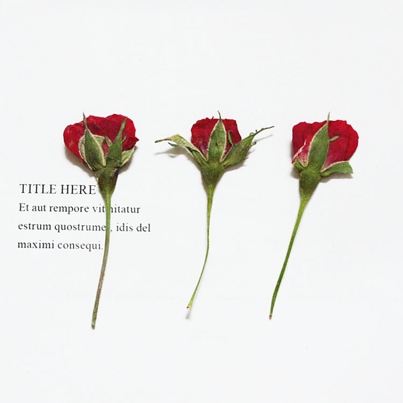 12pcs Pressed Dried Rose Flower Plants Herbarium - Image 5