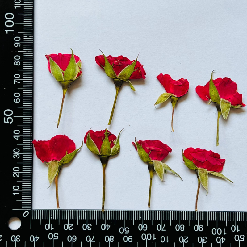 12pcs Pressed Dried Rose Flower Plants Herbarium - Image 6