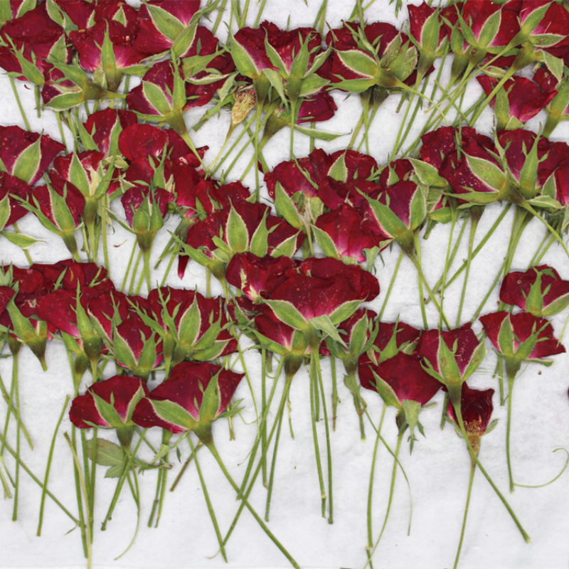 12pcs Pressed Dried Rose Flower Plants Herbarium - Image 7