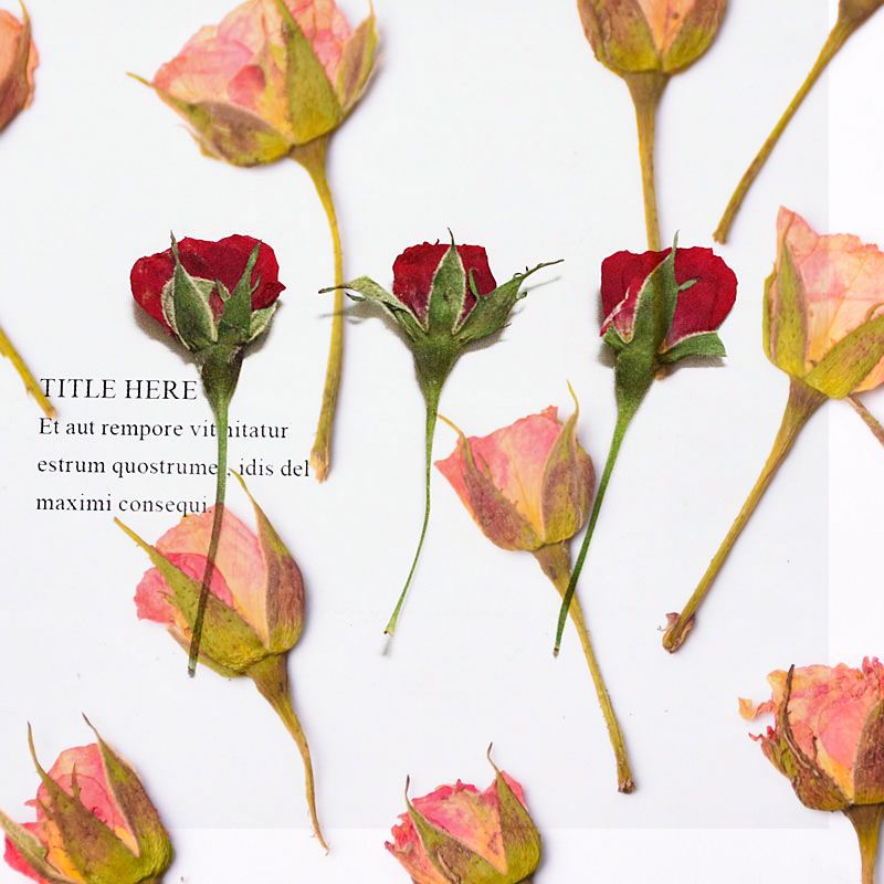 12pcs Pressed Dried Rose Flower Plants Herbarium - Image 2