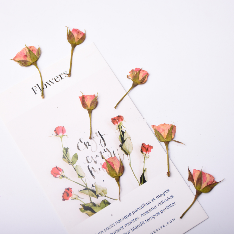 12pcs Pressed Dried Rose Flower Plants Herbarium - Image 4