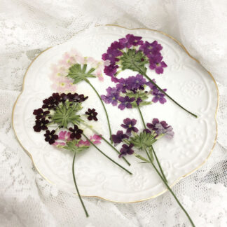 30pcs Pressed Dried Verbena Hortensis Flower