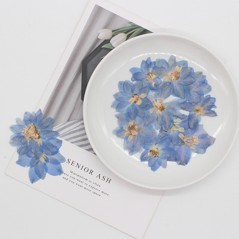 Pressed Dried Big 5-7cm Consolida Ajacis Flower - Image 2