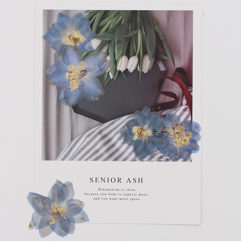 Pressed Dried Big 5-7cm Consolida Ajacis Flower - Image 4