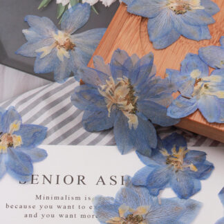 Pressed Dried Big 5-7cm Consolida Ajacis Flower