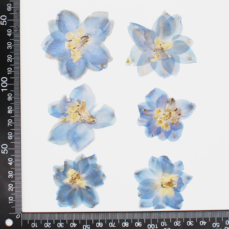 Pressed Dried Big 5-7cm Consolida Ajacis Flower - Image 6