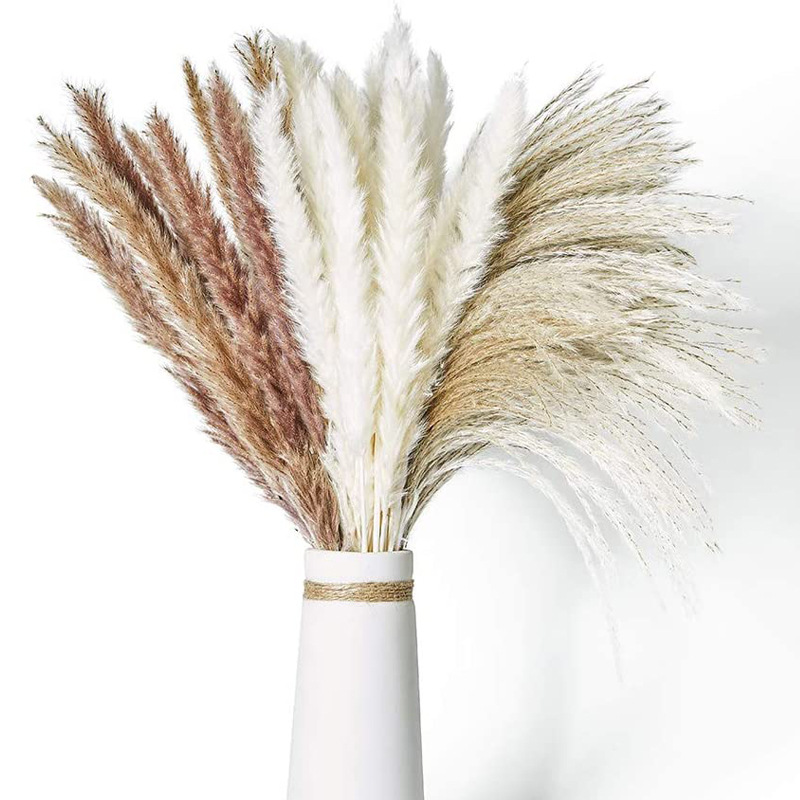 Natural Dried Flowers Bouquet Phragmites Pampas Grass - Image 2