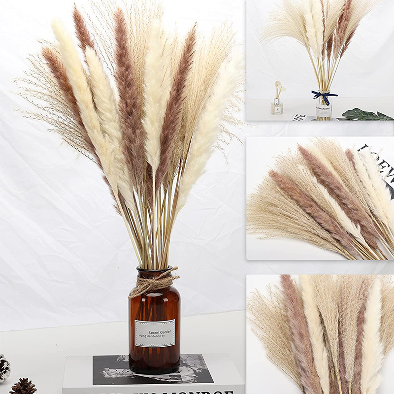 Natural Dried Flowers Bouquet Phragmites Pampas Grass - Image 6
