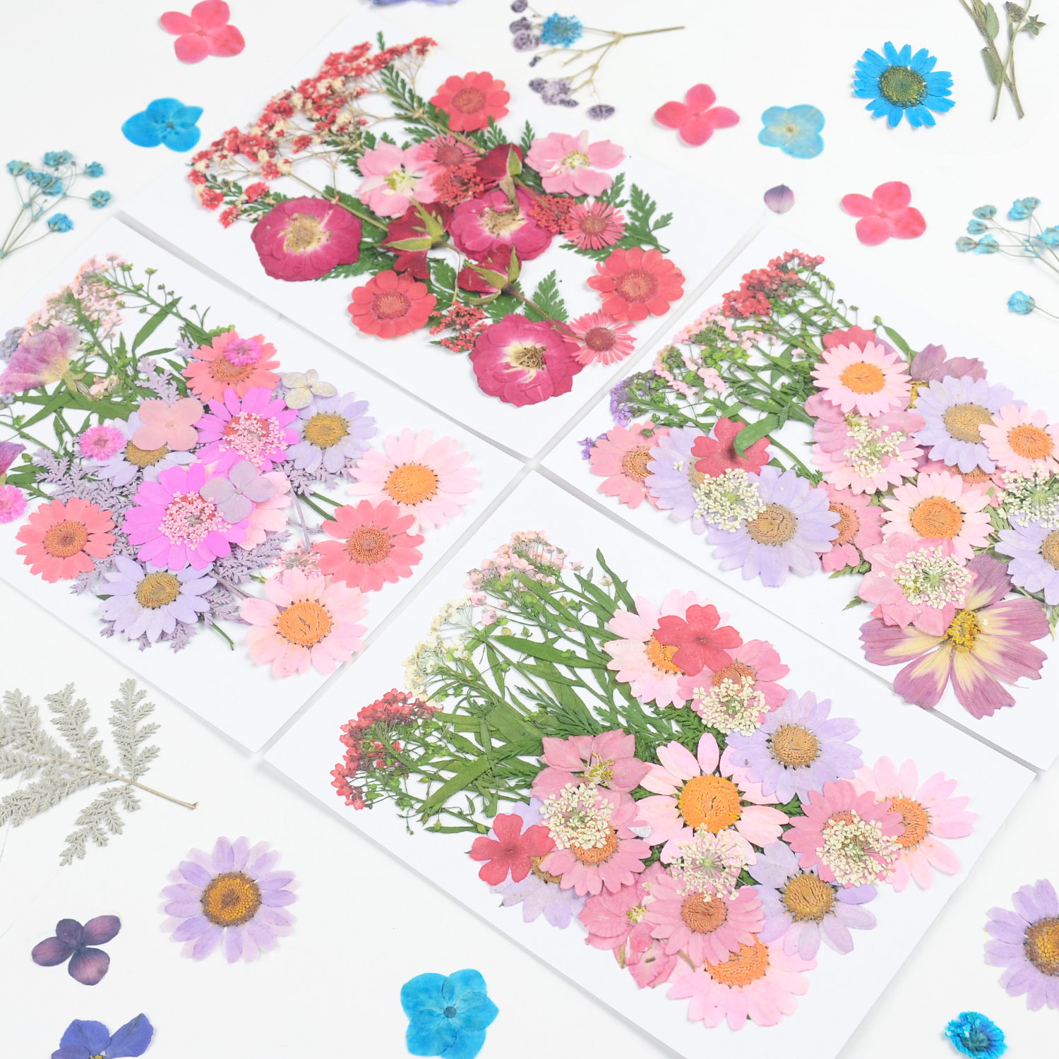 Dried Flowers Real Natural Plant Pressed Flower