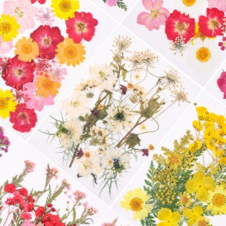 Dried Specimen Petal Natural Plant Pressed Flower