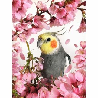 Grey Parrot Painting By Number Unique Gift Home Decor