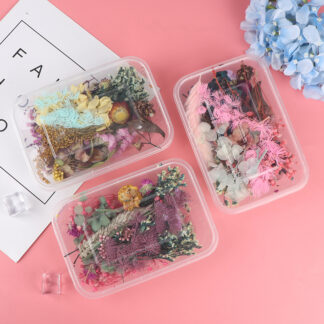 1 Box Pressed Dried Ammi Majus Flower Dry Plants