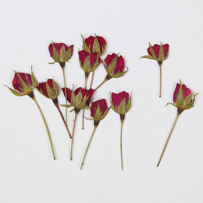 12pcs Pressed Dried Rose Flower Plants Herbarium - Image 8