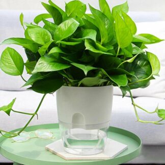 Transparent Double Layer Plastic Flower Pot, White