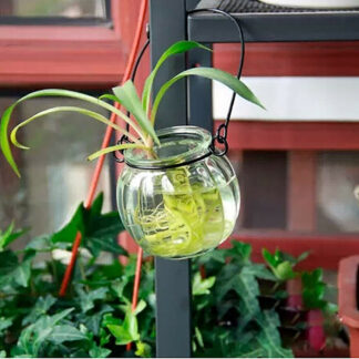 Transparent Pumpkin Glass Hydroponic Terrarium Plant Vases Flower Pot