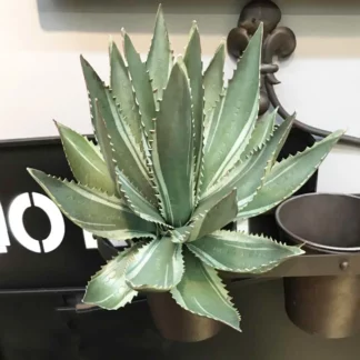 35CM Artificial Succulents Tropical Aloe Vera Plastic Sisal Real Touch Decor Tree