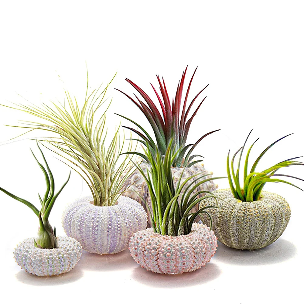 5pcs Natural Sea Urchin Shell Conch Craft Potted Plant For Home Decoration - Image 6