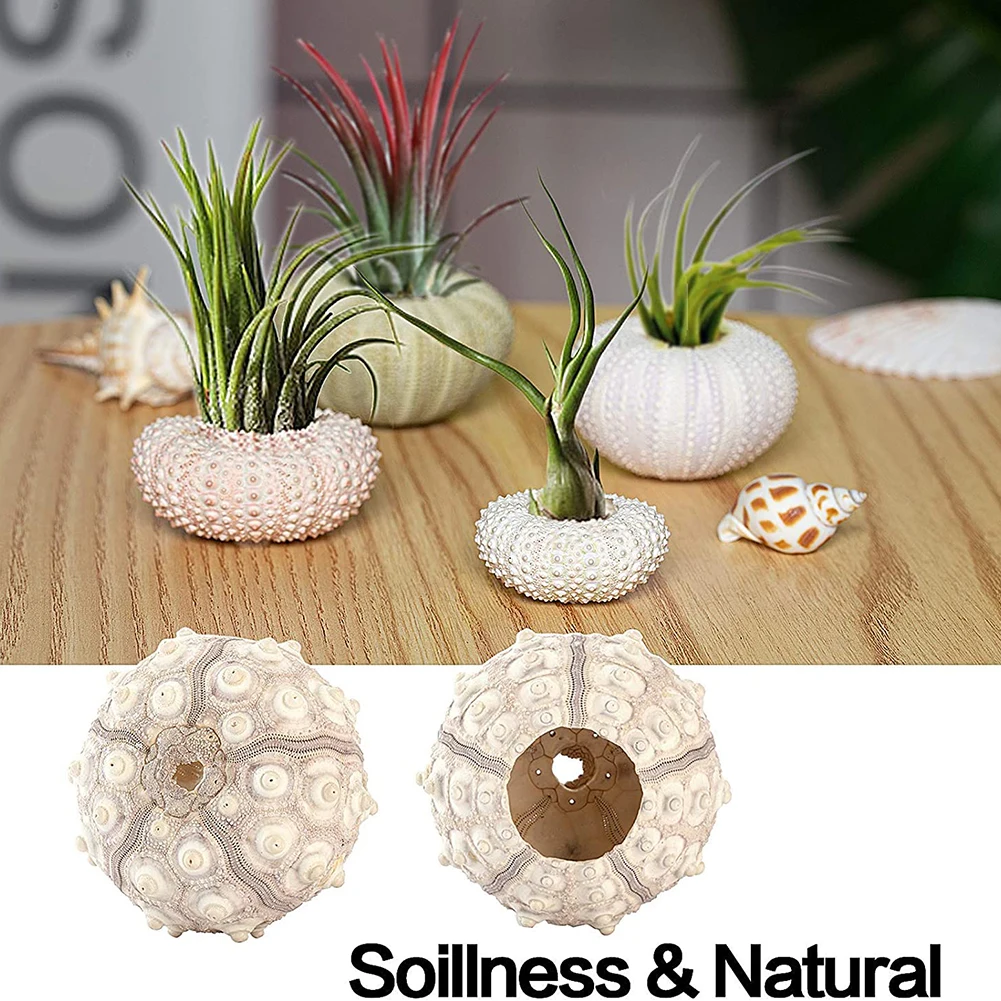 5pcs Natural Sea Urchin Shell Conch Craft Potted Plant For Home Decoration - Image 7