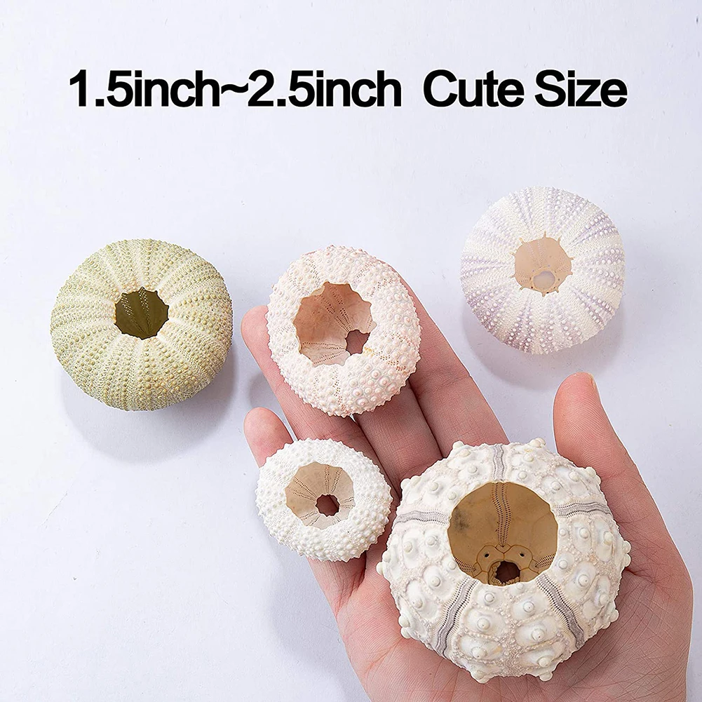 5pcs Natural Sea Urchin Shell Conch Craft Potted Plant For Home Decoration - Image 8