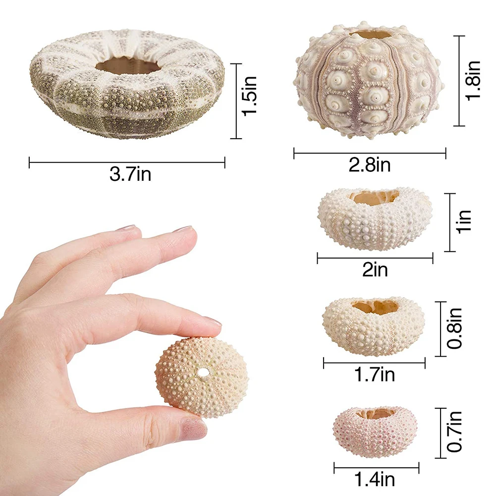 5pcs Natural Sea Urchin Shell Conch Craft Potted Plant For Home Decoration - Image 9
