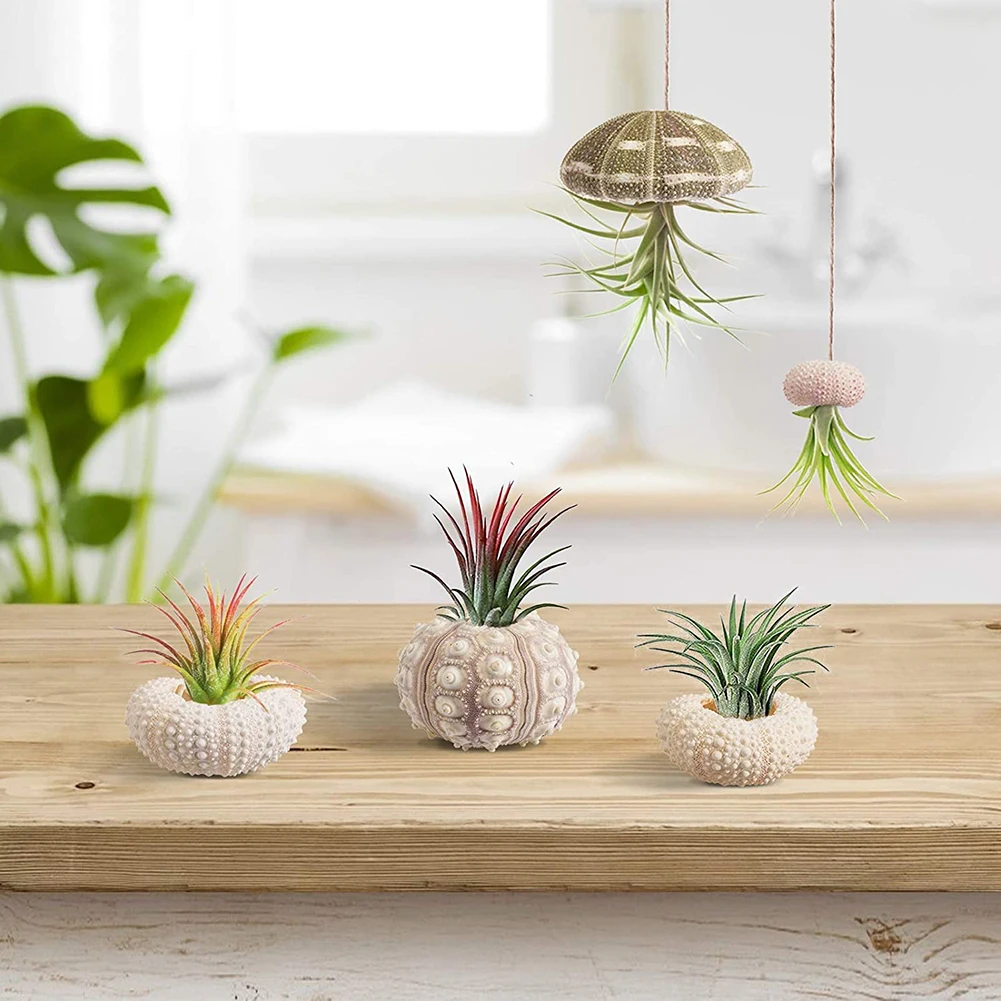 5pcs Natural Sea Urchin Shell Conch Craft Potted Plant For Home Decoration - Image 4