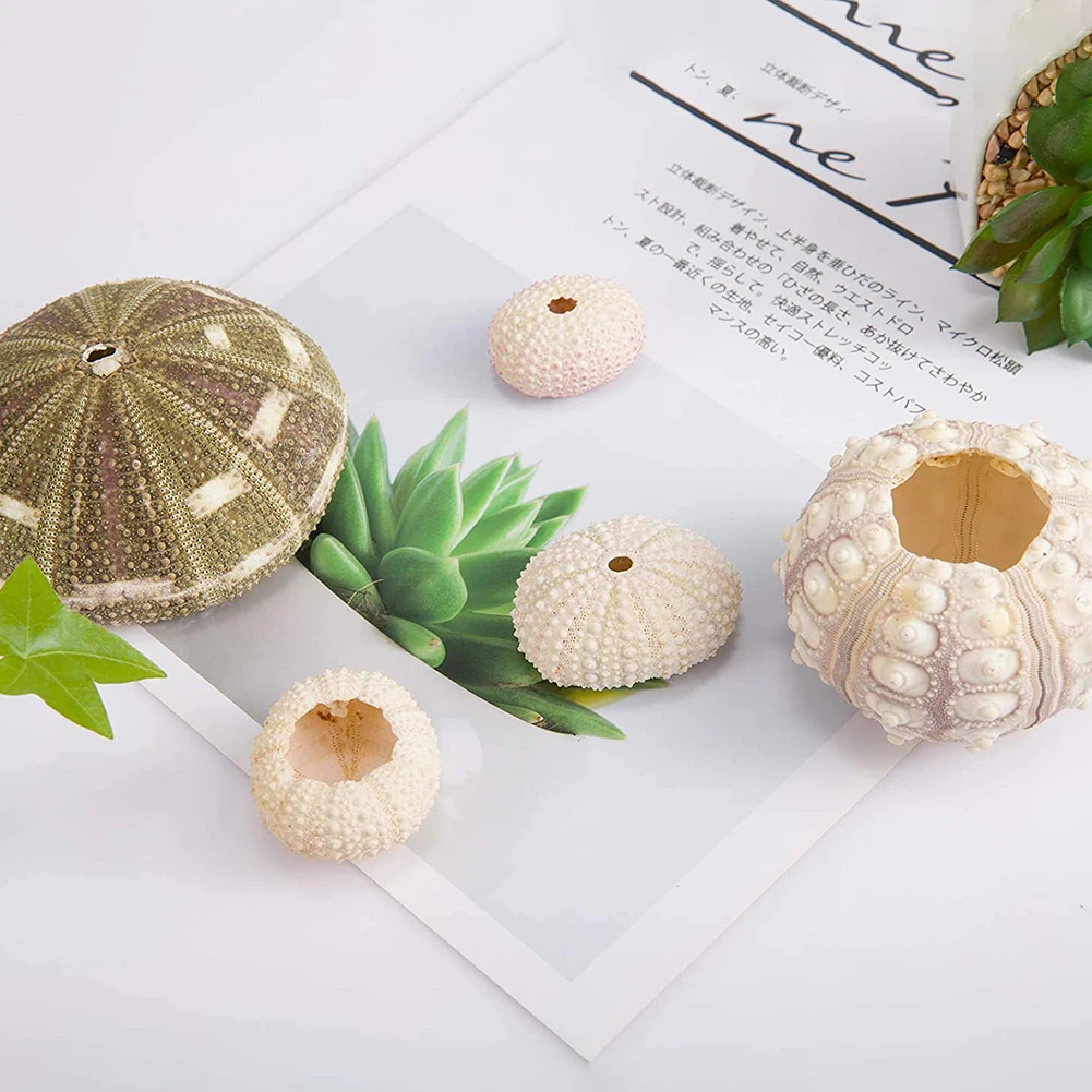 5pcs Natural Sea Urchin Shell Conch Craft Potted Plant For Home Decoration - Image 5