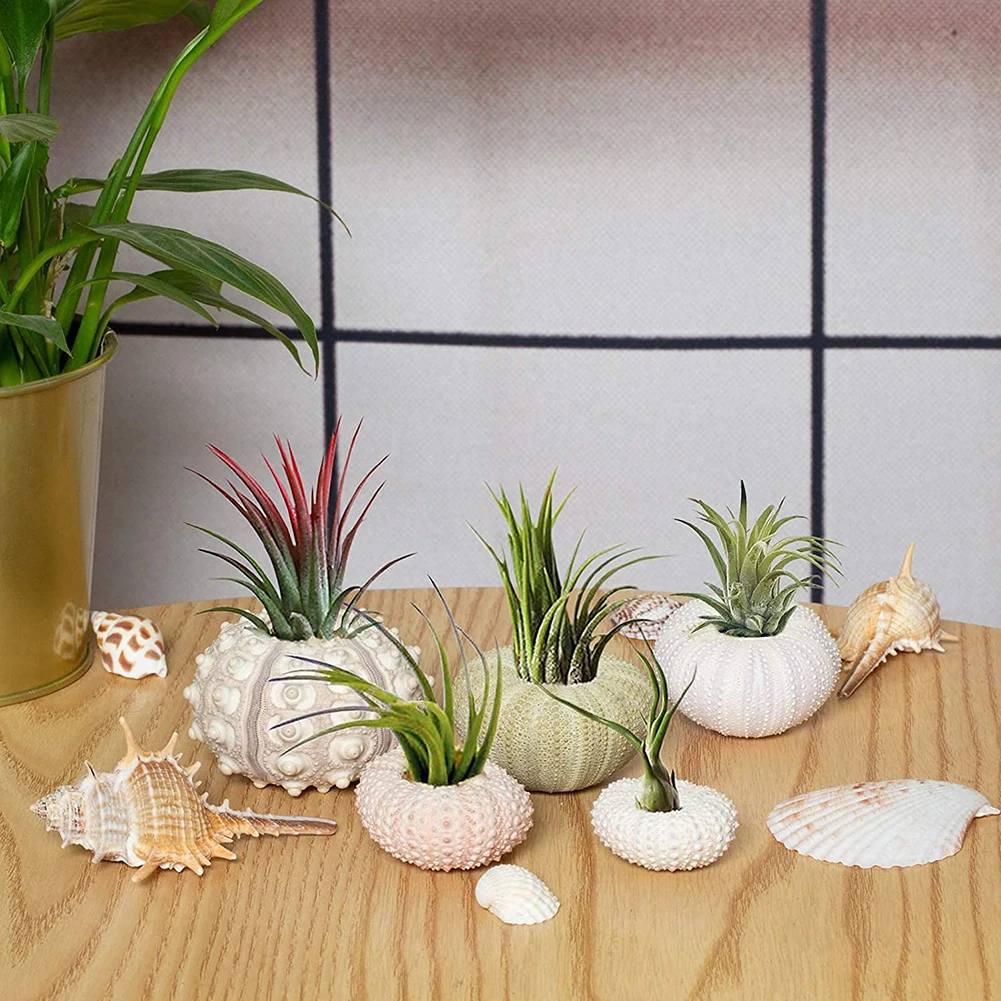 5pcs Natural Sea Urchin Shell Conch Craft Potted Plant For Home Decoration - Image 3