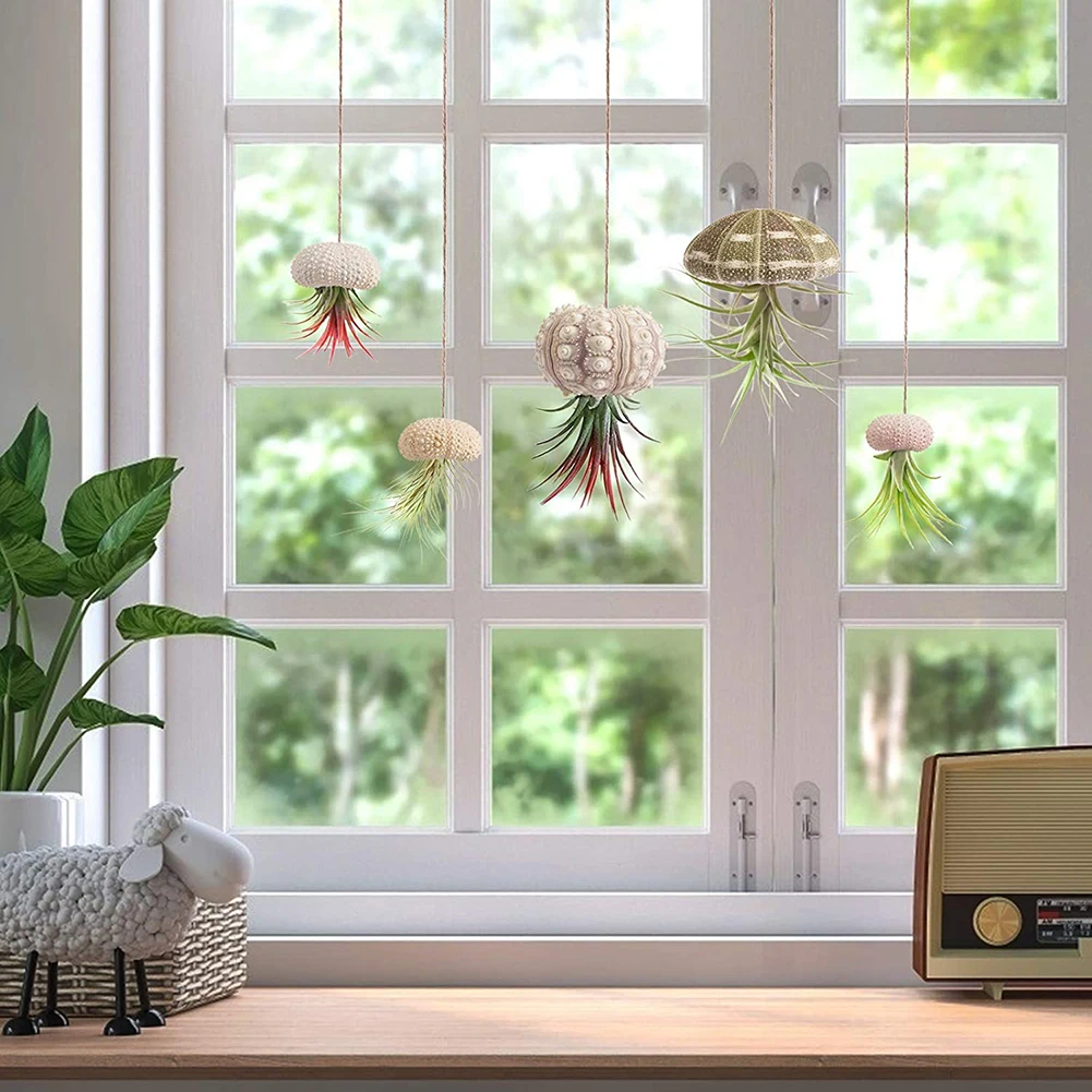 5pcs Natural Sea Urchin Shell Conch Craft Potted Plant For Home Decoration - Image 2