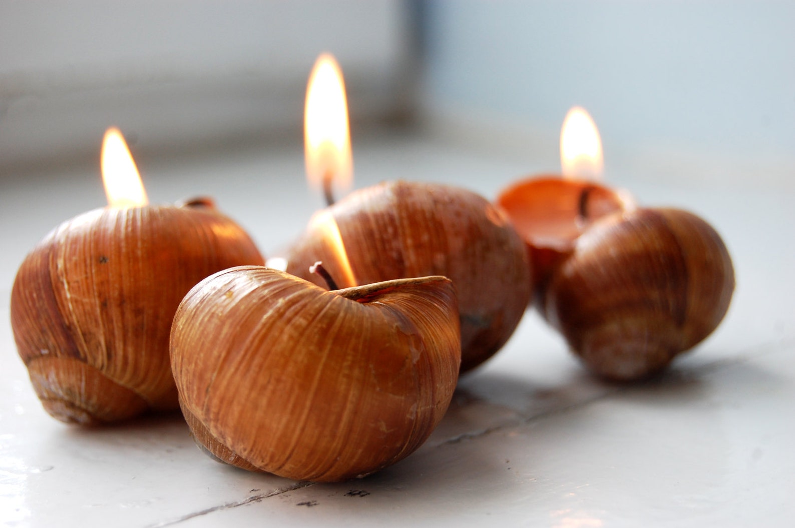 Snail Shell Candles Set of 6, Scented Eco Friendly Candles - Image 4