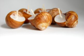 Snail Shell Candles Set of 6, Scented Eco Friendly Candles